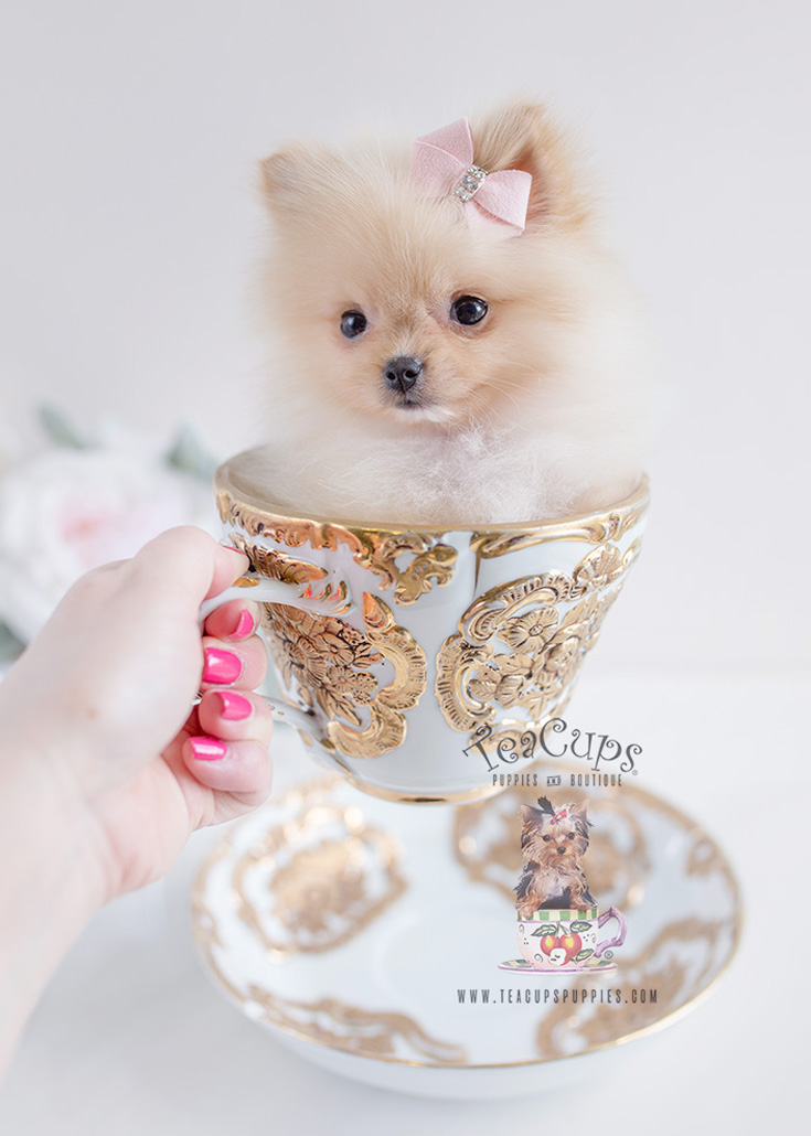 Teacup Pomeranian Puppies For Sale