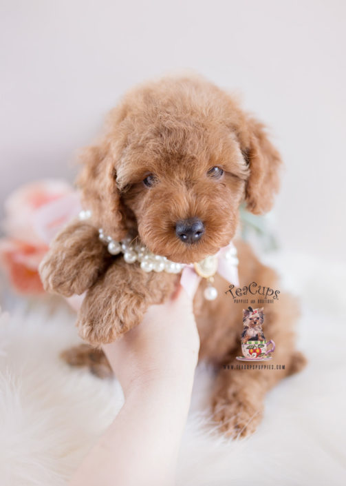 Poodle Puppy For Sale Teacup Puppies #153 Red Toy