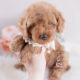 Poodle Puppy For Sale Teacup Puppies #153 Red Toy