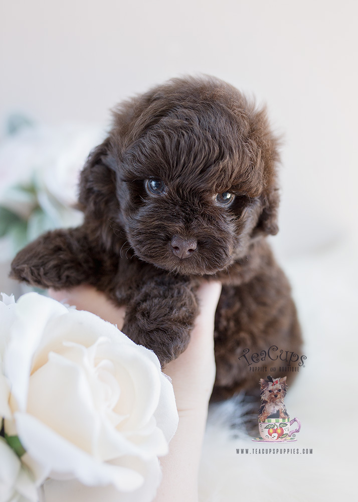 Chocolate Shihpoo Puppy