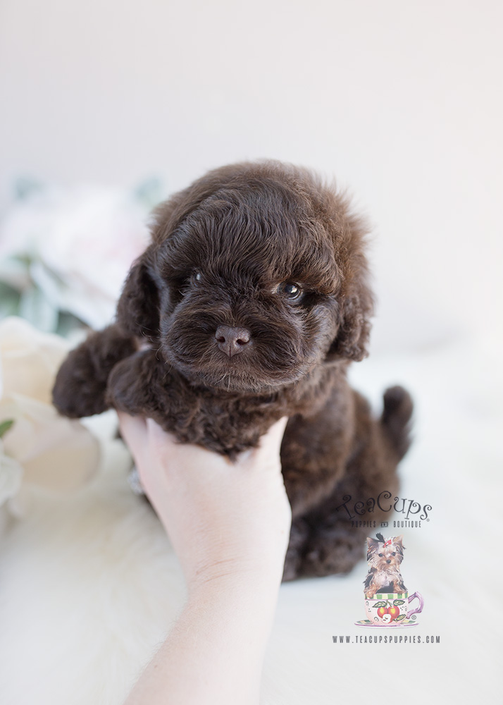 Puppy For Sale By Teacup Puppies #135 Shih Tzu Poodle