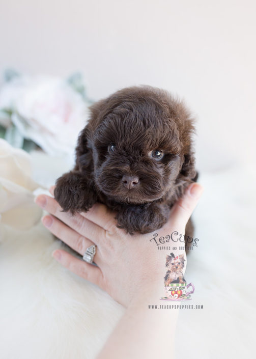Shipoo Puppy For Sale By Teacup Puppies #135