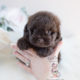 Shipoo Puppy For Sale By Teacup Puppies #135
