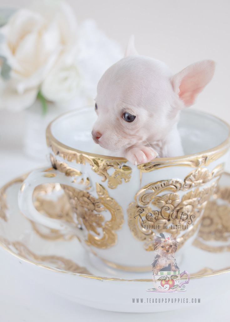 Teacup Chihuahuas For Sale at Teacup Puppies