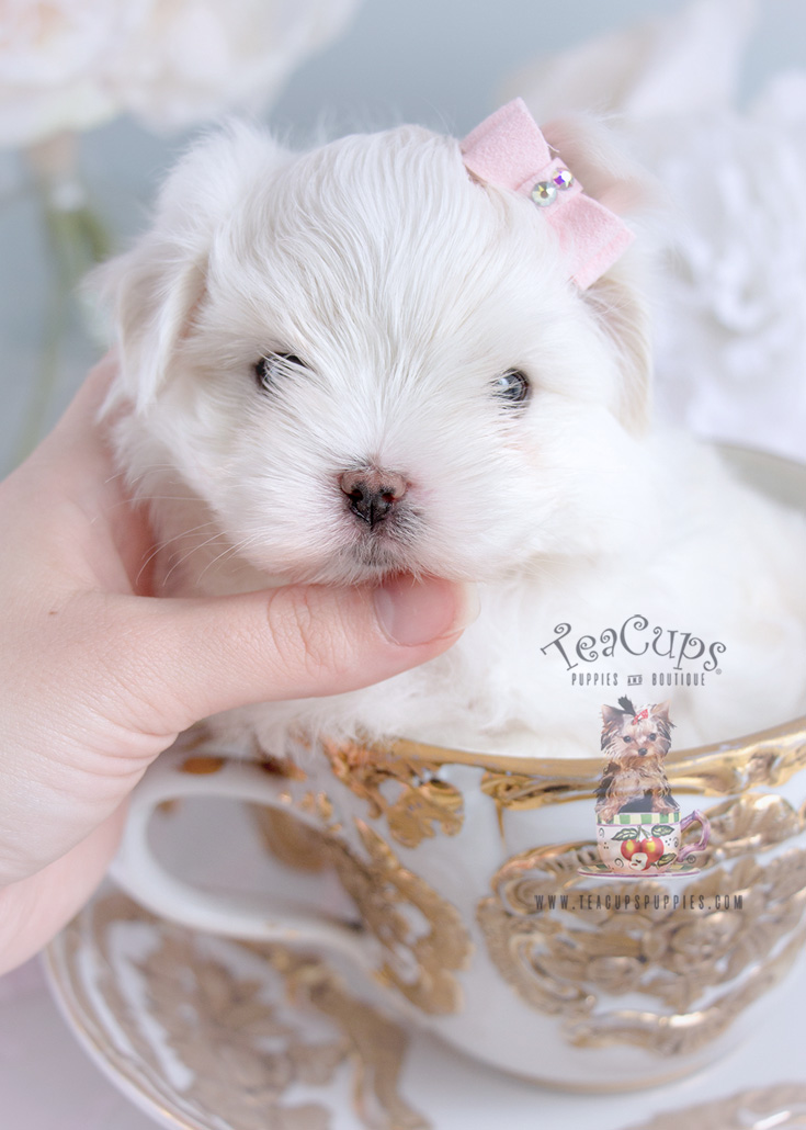 Teacup Maltese Puppies For Sale