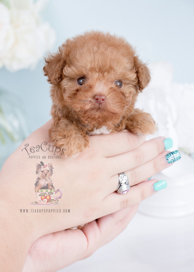 Micro Teacup Poodle Puppies For Sale at Teacup Puppies