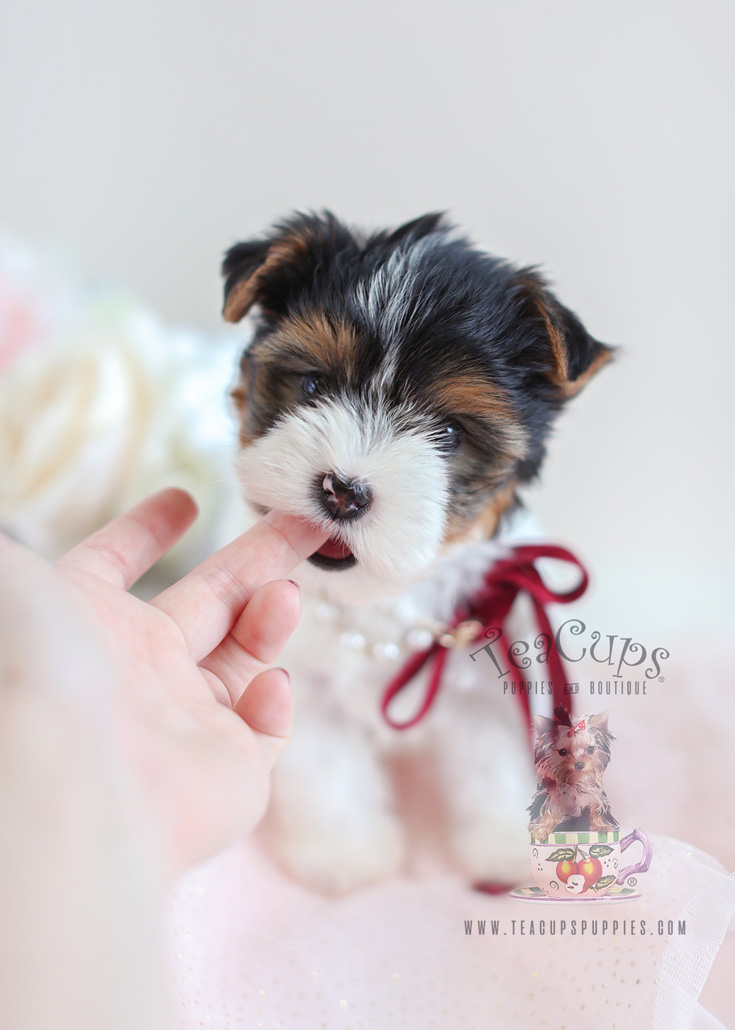 Biewer Yorkie Terrier Puppies For Sale