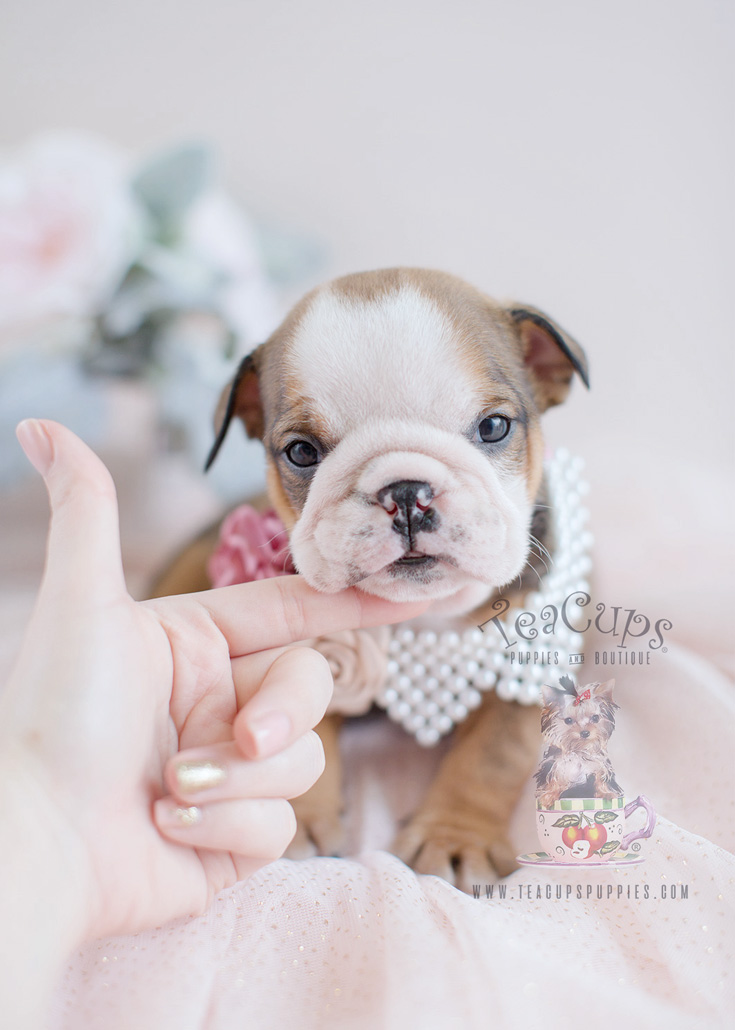 teacup puppies precio