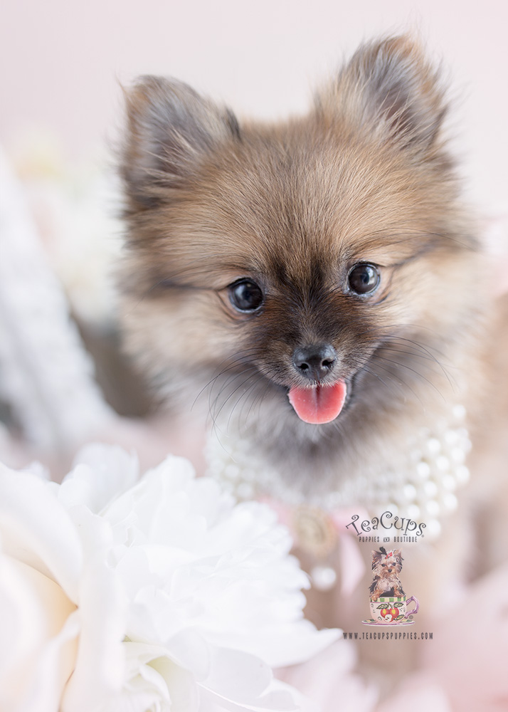 Sable Pomeranian Puppy