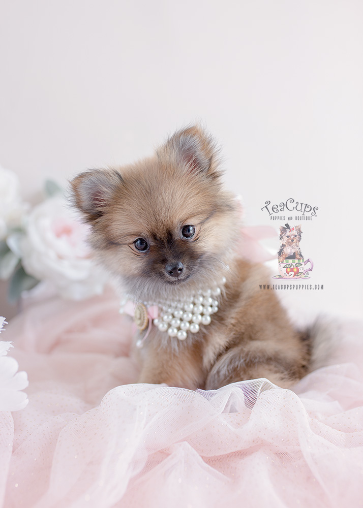 Gorgeous Pomeranian Puppies For Sale