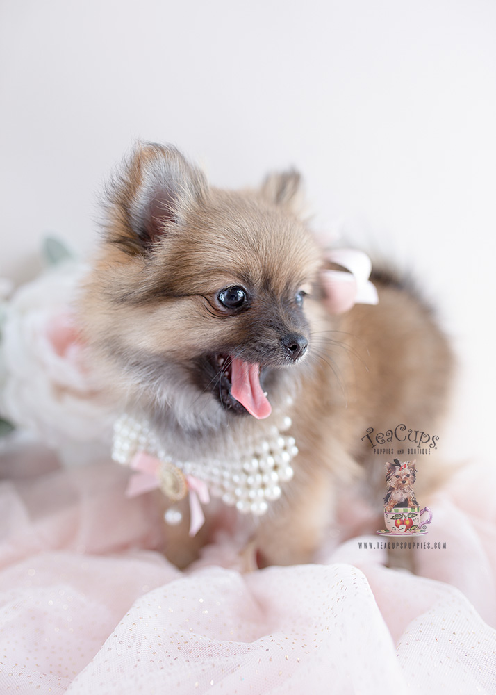 Pomeranian Puppies For Sale Florida