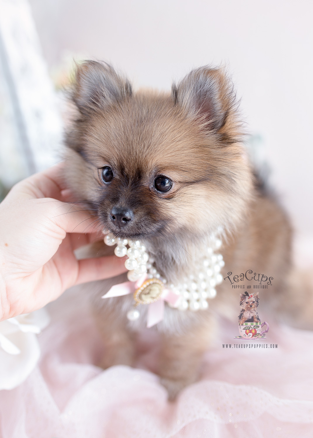 Pomeranian Puppy For Sale