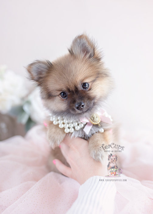 Pomeranian Puppy #145 Teacup Puppies