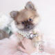 Pomeranian Puppy #145 Teacup Puppies