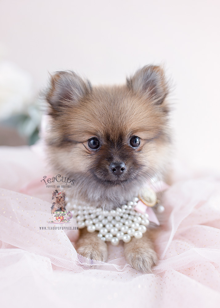 Cute Pomeranian Puppies For Sale