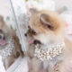 Teacup Puppies Sable Pomeranian Puppy For Sale