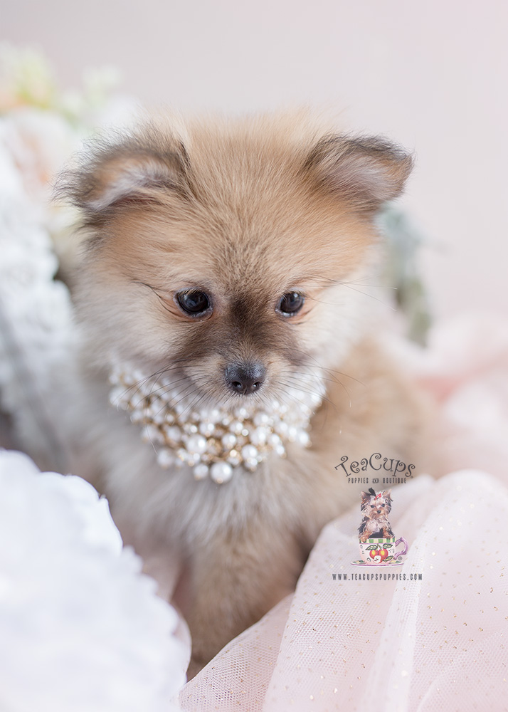 Pomeranian Puppy For Sale