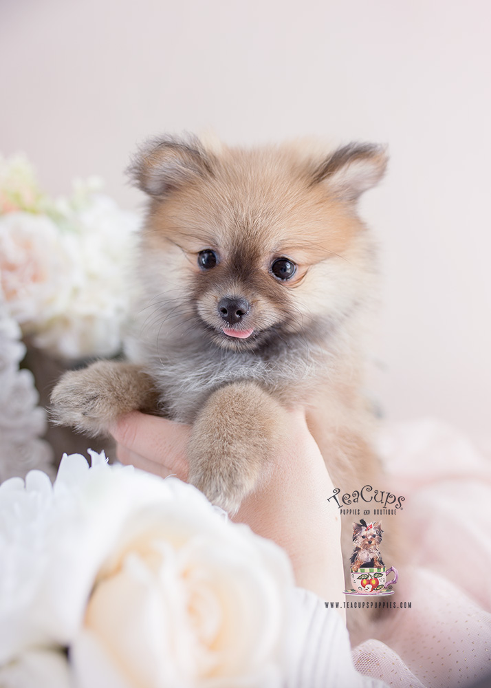 Adorable Pomeranian Puppy