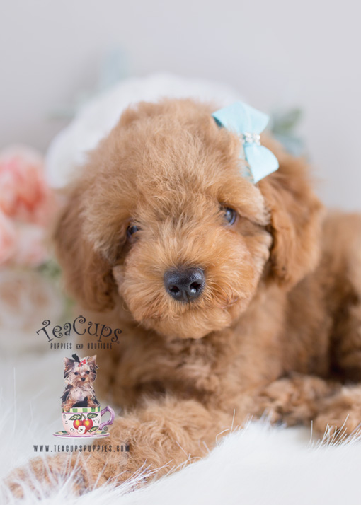Red Poodle Puppies in Davie Florida Teacups, Puppies & Boutique