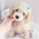 Puppy For Sale Teacup Puppies #165 Toy Poodle