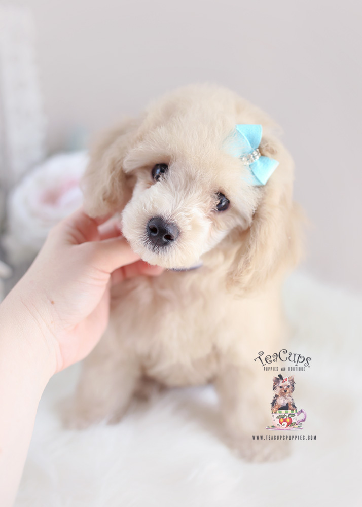 Puppy For Sale Teacup Puppies #165 Toy Poodle