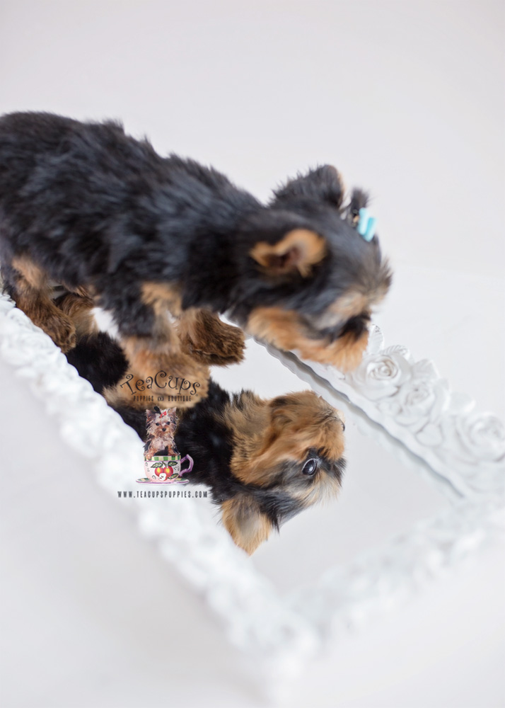 Tiny Yorkie Puppy For Sale