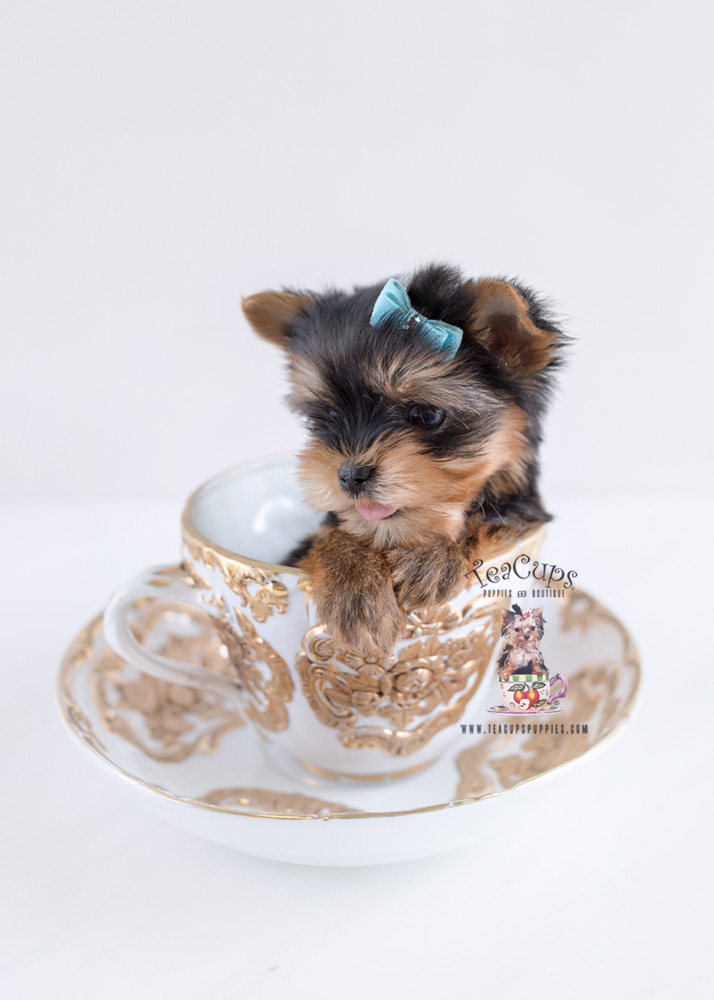 Tiny Yorkie in a Teacup