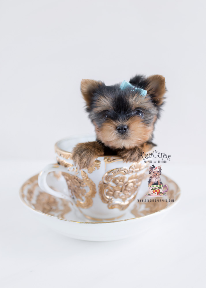 For Sale Teacup Puppies #162 Yorkie Puppy