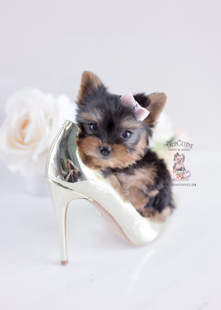 Yorkie Puppy For Sale Teacup Puppies #163