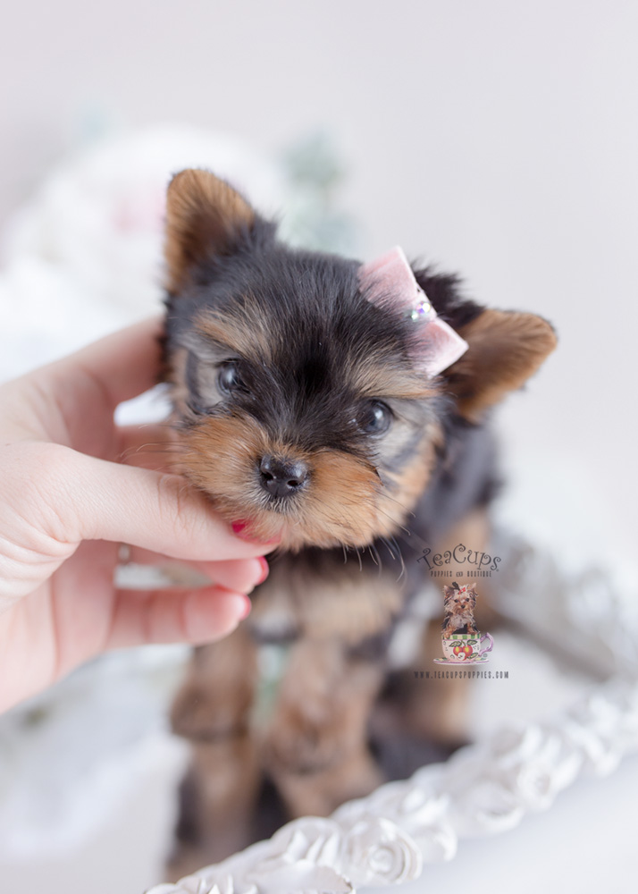 Puppy For Sale Teacup Puppies #163 Yorkie