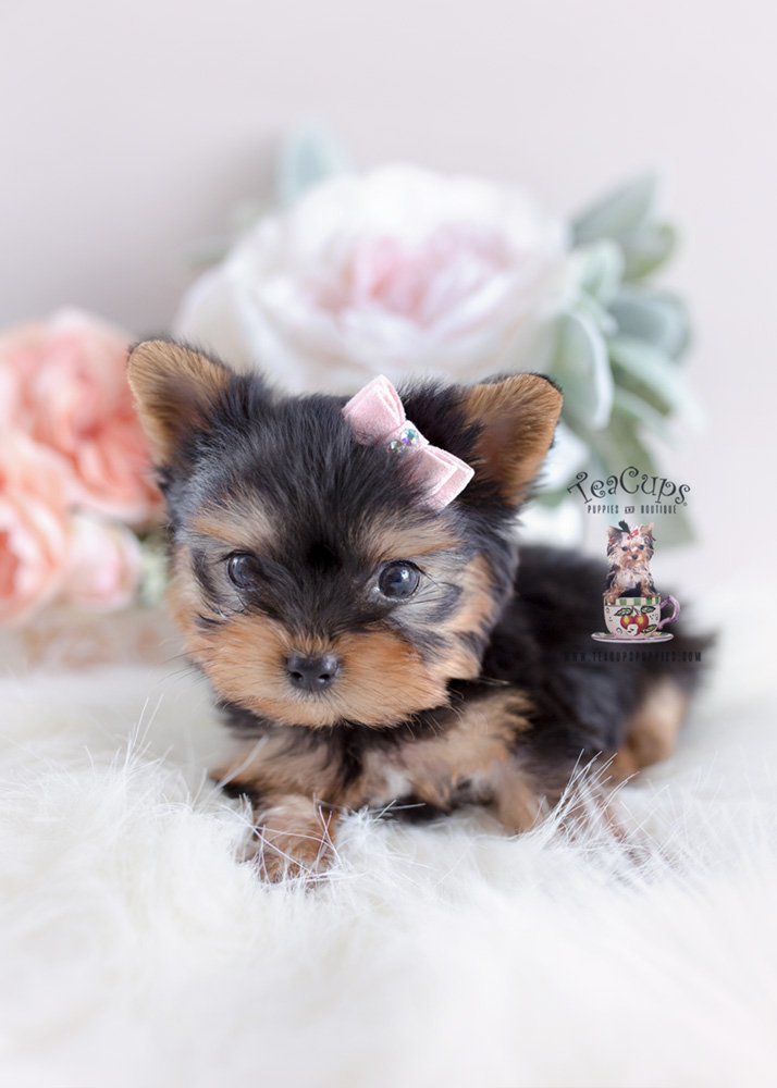 Yorkshire Terrier Puppy