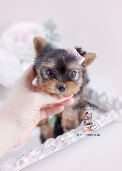 Gorgeous Yorkie Puppy For Sale