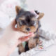 Gorgeous Yorkie Puppy For Sale