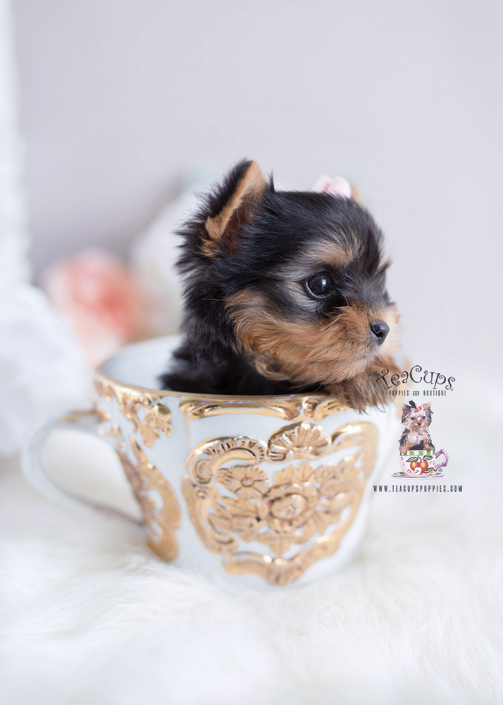 Yorkie Teacup Puppies