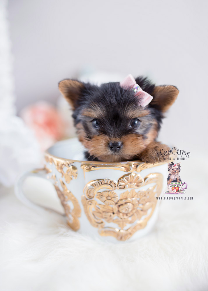 Yorkie Puppies For Sale by Teacup Puppies