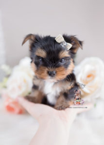 Puppy For Sale Teacup Puppies #168 Yorkie