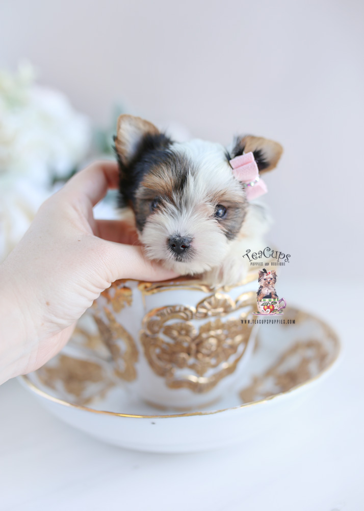 Puppy For Sale Teacup Puppies #206 Biewer Yorkie