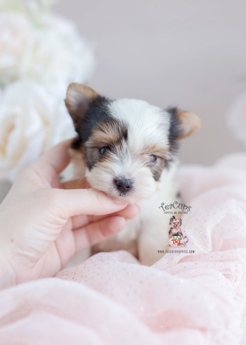 Biewer Yorkie Puppy For Sale Teacup Puppies #206