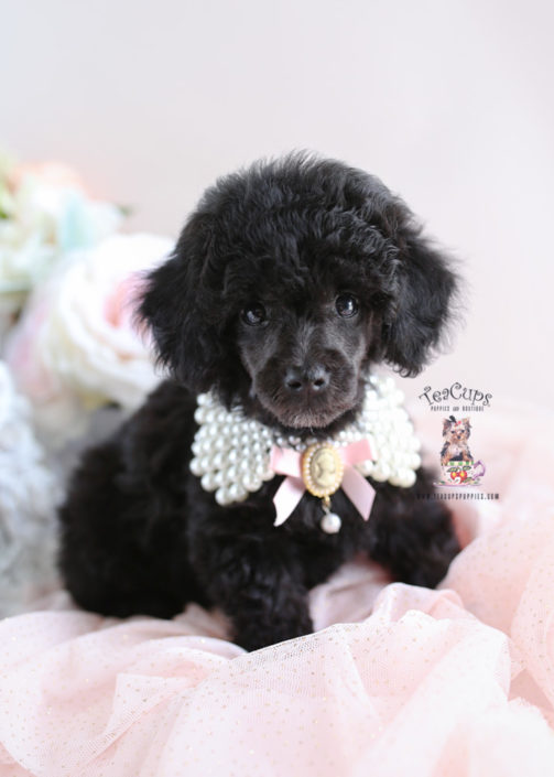 Teacup and Toy Poodle Puppies Teacups, Puppies & Boutique