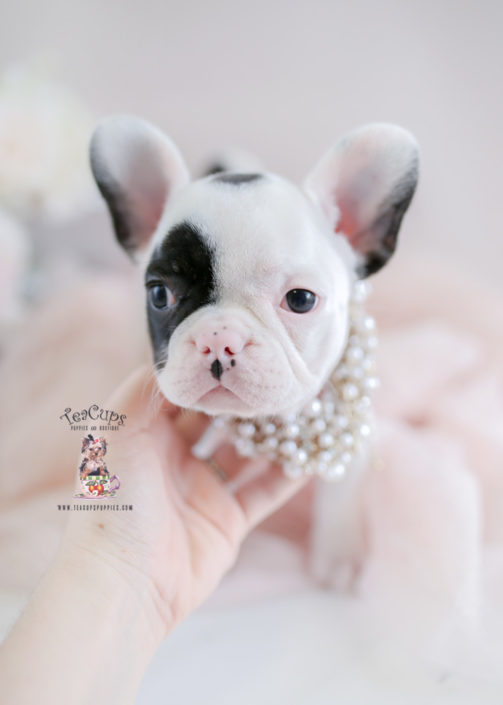 French Bulldog Puppies For Sale by TeaCups, Puppies & Boutique