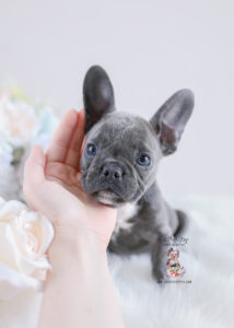 Bulldog puppy for sale teacup Puppies #178 Blue Frenchie