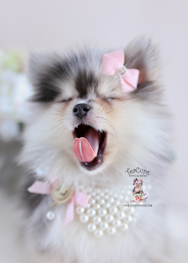 Blue Merle Pomeranian Puppy For Sale Teacup Puppies #179