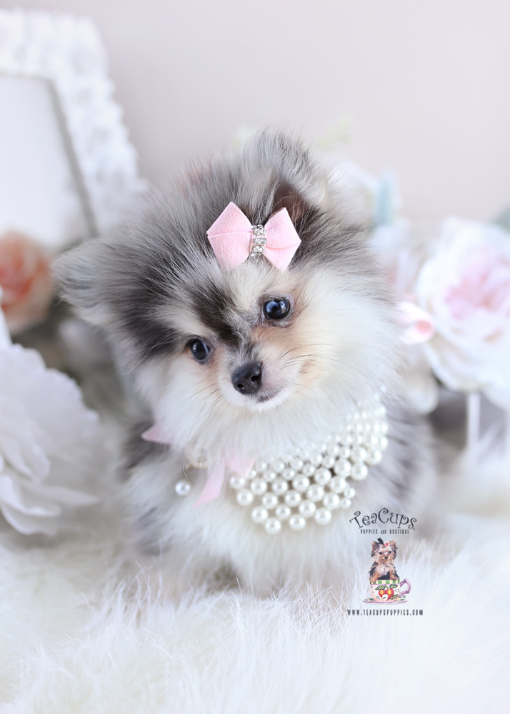 Pomeranian Puppy For Sale Teacup Puppies #179 Blue Merle