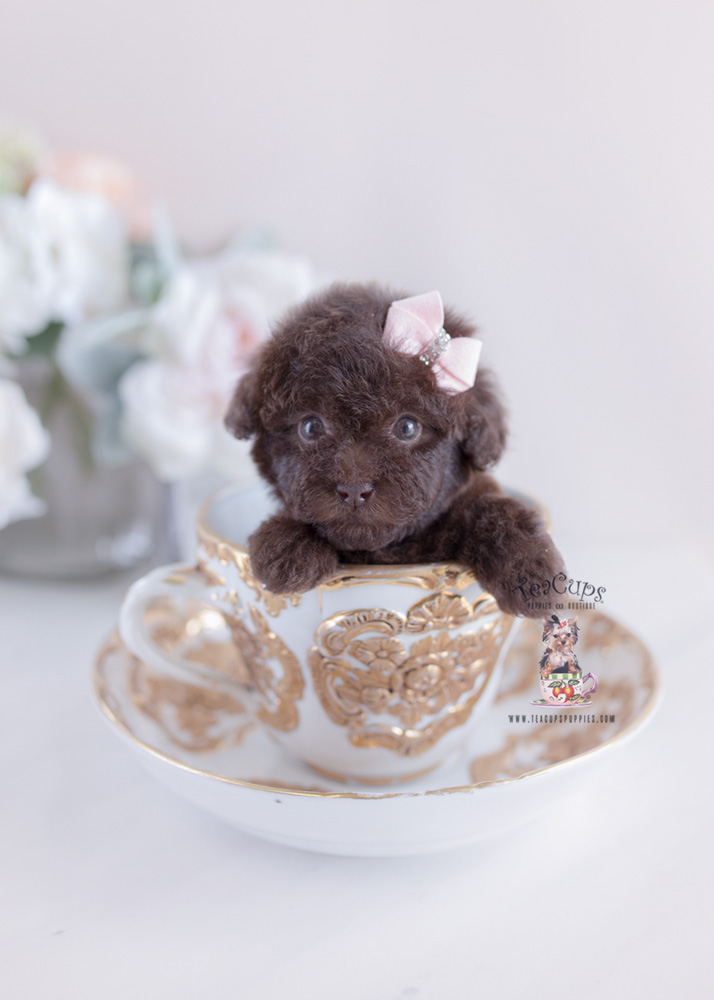 Poodle Puppy For Sale Teacup Puppies #182 Chocolate