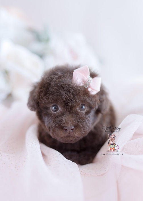 Chocolate Poodle Puppy For Sale Teacup Puppies #182