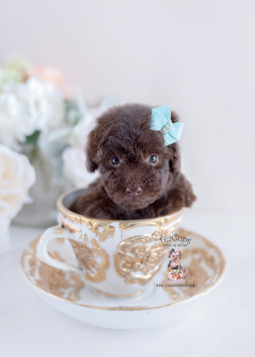 Poodle Puppy For Sale Teacup Puppies #183 Chocolate