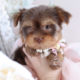 Puppy For Sale Teacup Puppies #199 Chocolate Yorkies South Florida