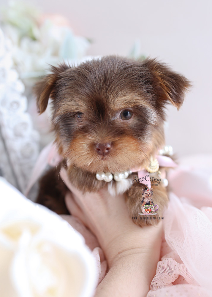 Puppy For Sale Teacup Puppies #199 Chocolate Yorkies South Florida