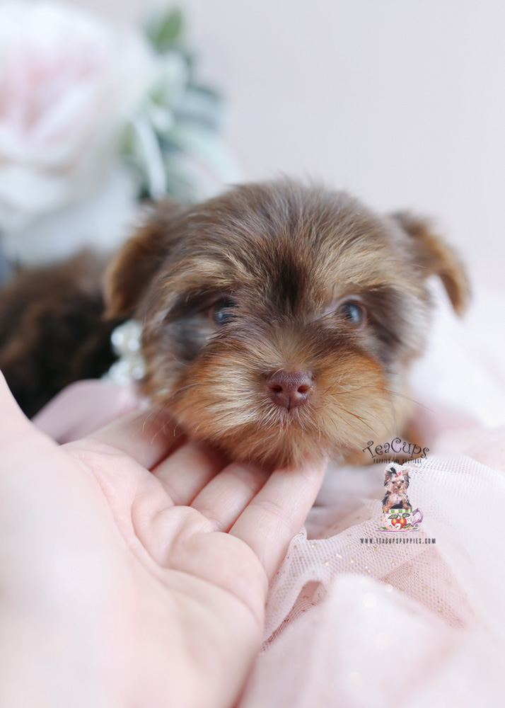 Florida chocolate yorkies for sale