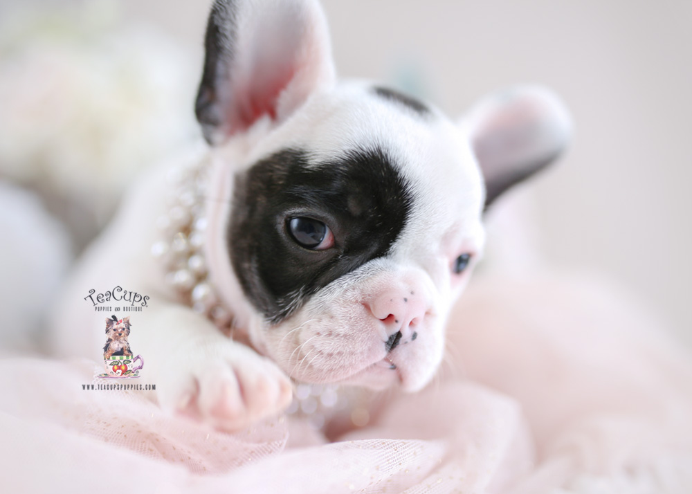 French Bulldog For Sale #194 Female